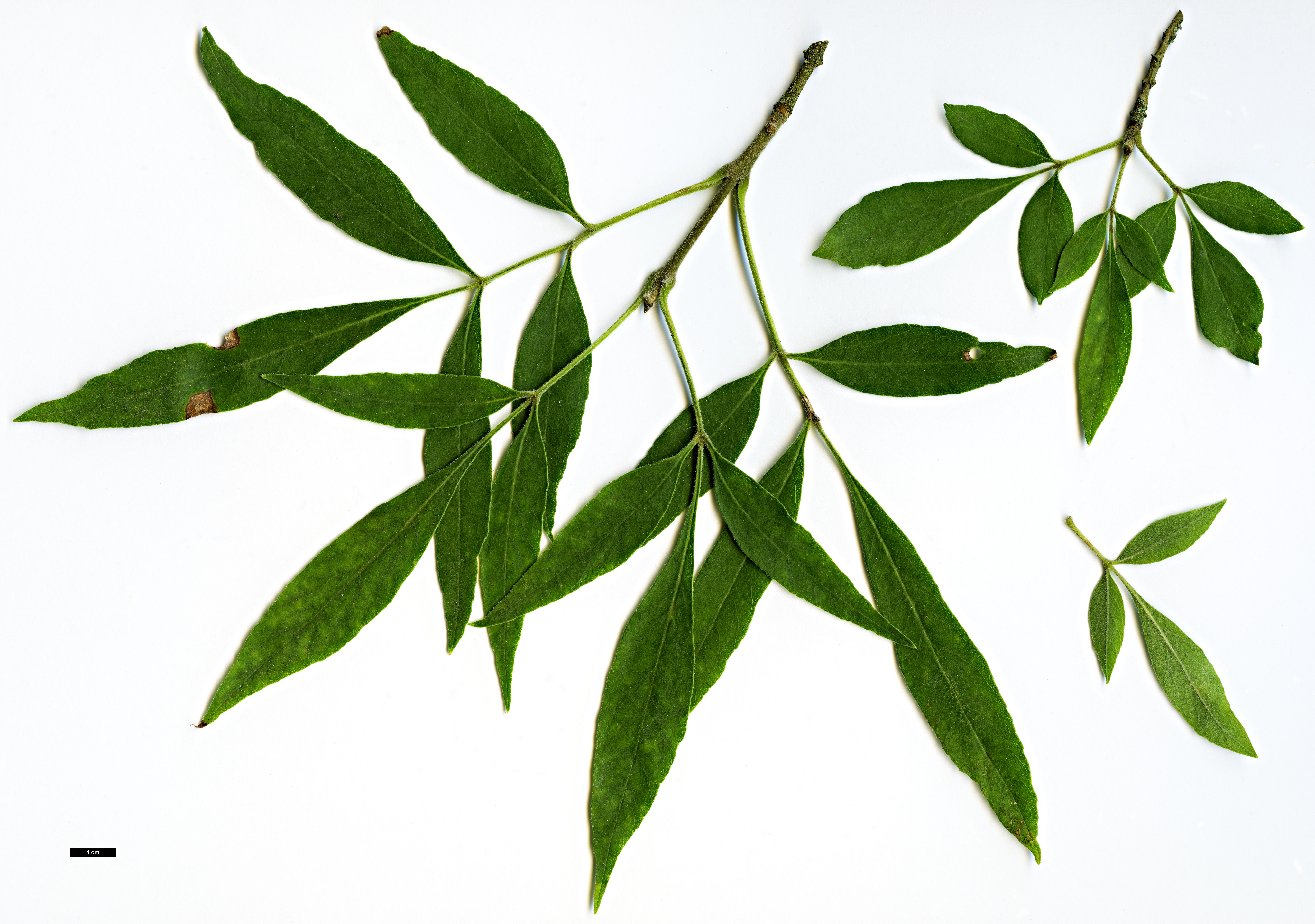 High resolution image: Family: Oleaceae - Genus: Fraxinus - Taxon: velutina - SpeciesSub: var. toumeyi High resolution image: Family: Oleaceae - Genus: Fraxinus - Taxon: velutina - SpeciesSub: var. toumeyi